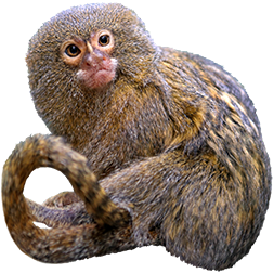 Pygmy Marmoset Monkey